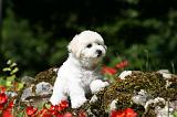 BICHON FRISE 545
